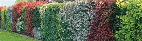 Živý plot na balkóne