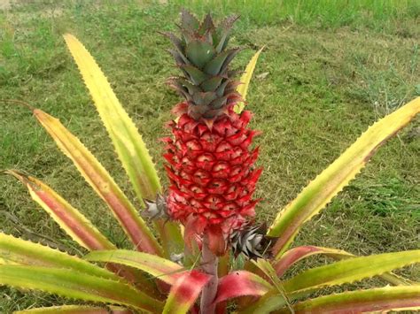 Ilustrácia ananásovníka Ananas comosus