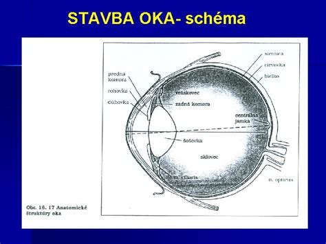 Schéma anatómie oka a častých porúch zraku