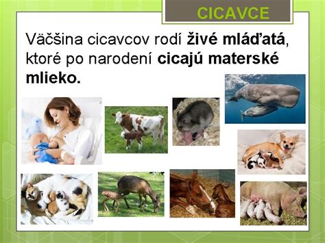Mláďatá žirafy krátko po narodení