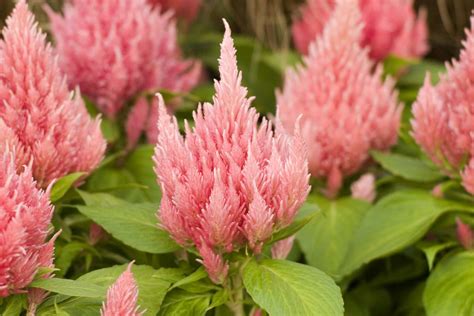 Plamenník metlinatý (Celosia argentea var. plumosa)