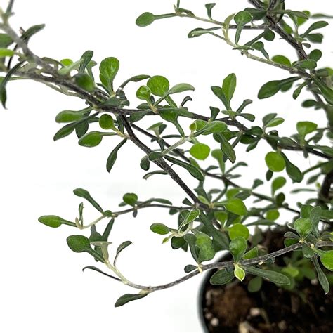 Detail listov a kvetov Corokia virgata ‘Maori Green’