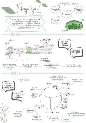 Infografika: Porovnanie vegetatívnej, senzitívnej a ľudskej duše
