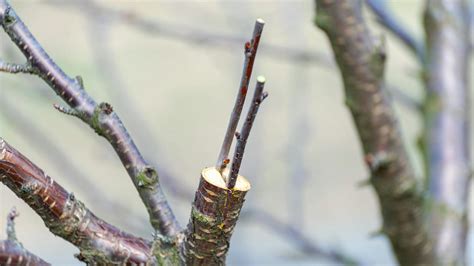 Ukážka rezu ovocného stromu pre dutú korunu