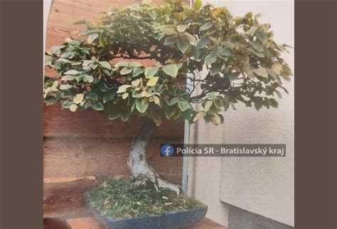 schéma ideálneho umiestnenia bonsaja Carmona