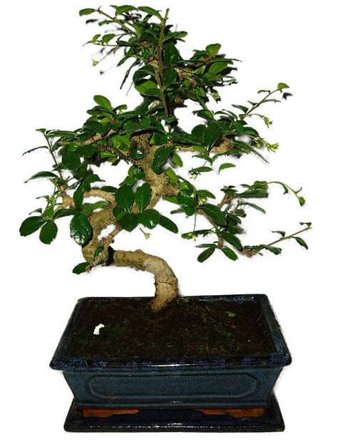 bonsaj Carmona s jemným drôtovaním vetiev