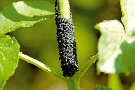 mikroskopický pohľad na vošky na listoch