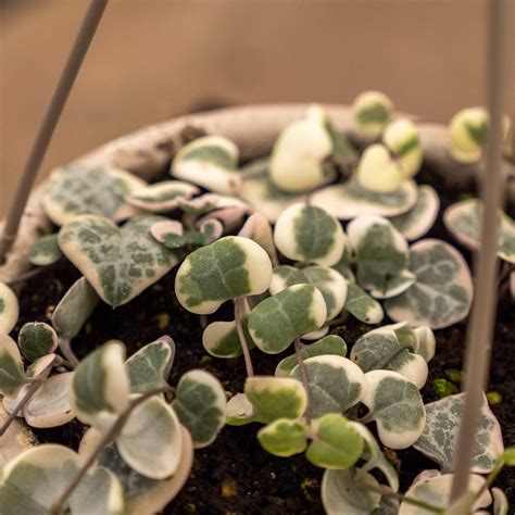 Ceropegia Woodii Variegata - panašované listy