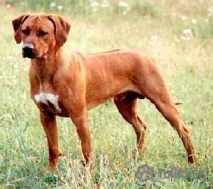 Ilustrácia štandardu plemena Rodézsky ridgeback