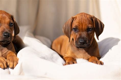 Šteniatko Rodézskeho ridgebacka