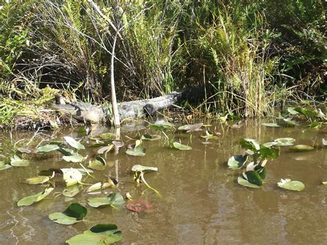 Národný park Everglades s aligátormi