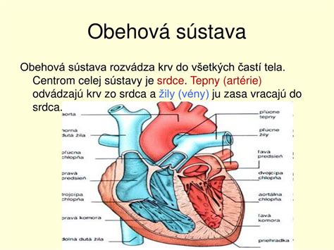Schéma prietoku krvi srdcom a pľúcami