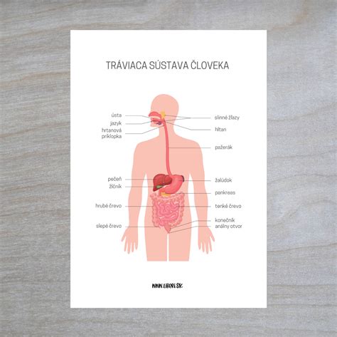Graf znázorňujúci vplyv alkoholu na rôzne orgány tela