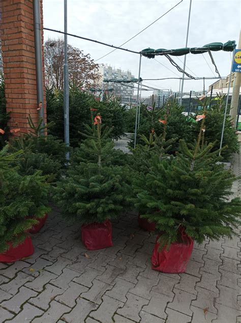 Starostlivosť o mladý stromček s okopanou výsadbovou misou