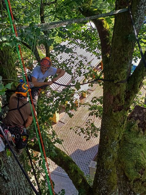 Arborista pri práci v korune stromu