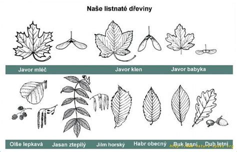 Schéma identifikačných znakov stromov