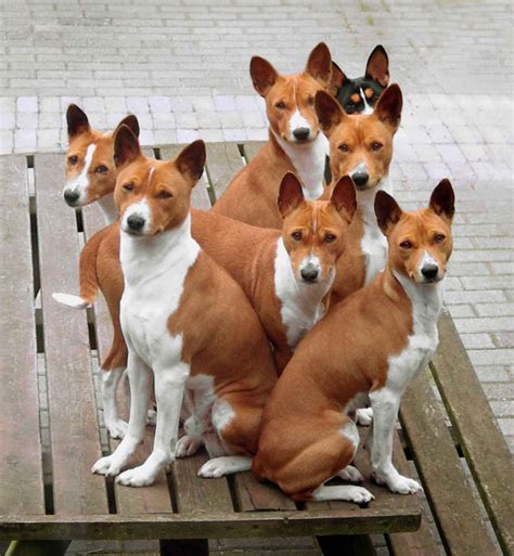 Portrét psa plemena Basenji