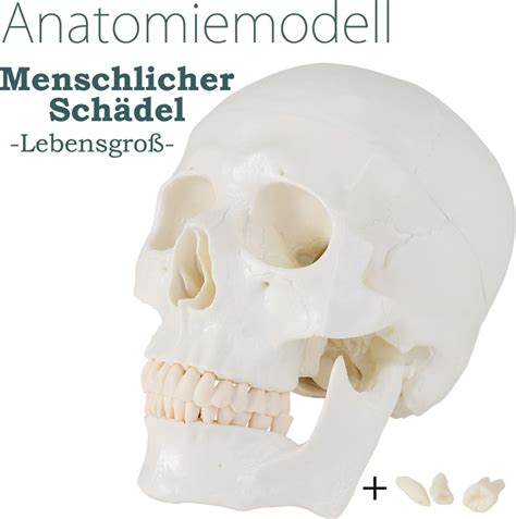 anatomický model ľudskej lebky s popismi