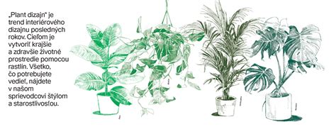Ilustrácia rôznych druhov izbových rastlín