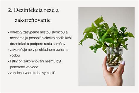 Vizualizácia správneho a nesprávneho polievania izbových rastlín