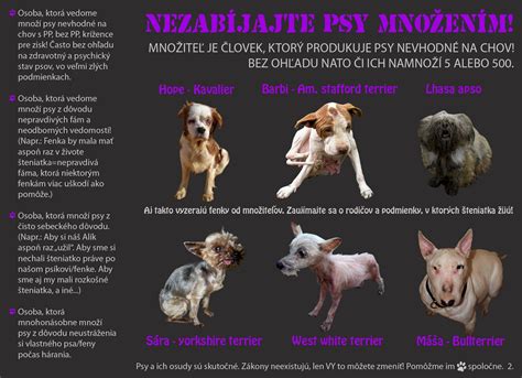 Infografika: Riziká kríženia psov bez PP