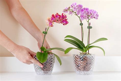 Umiestnenie mini orchidey v interiéri