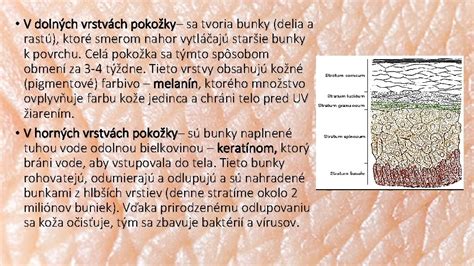 Schéma pôsobenia mikroihličiek v rôznych vrstvách pokožky