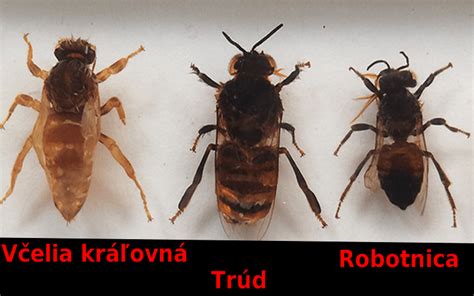 Včelia matka v úli