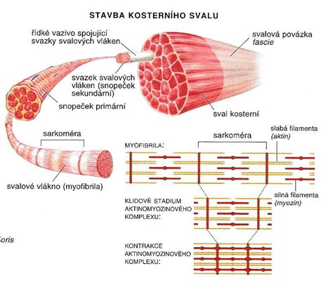 Anatomická štruktúra lakťového kĺbu a okolitých svalov