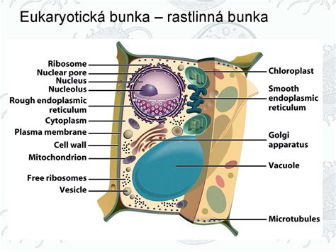 Schéma štruktúry nervovej bunky s myelínovou pošvou