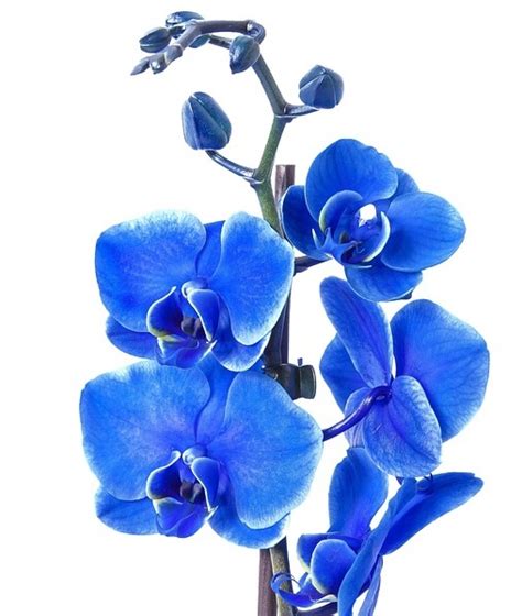 Modrá orchidea v interiéri