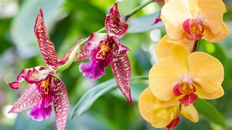 Ideálne umiestnenie orchidey