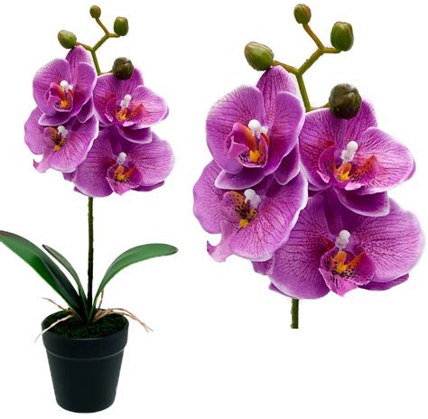 Odkvitnutá orchidea