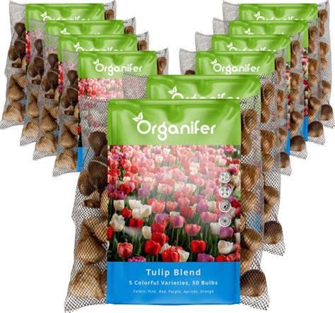 Skladovanie cibuliek tulipánov