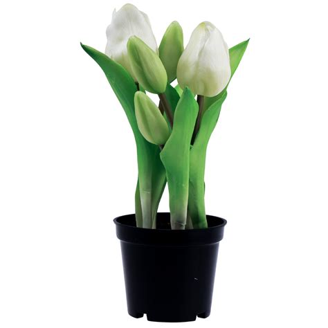 Tulipány v kvetináči