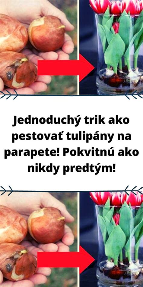 Bežní škodcovia tulipánov