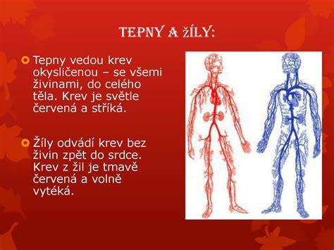 Zmeny v tele človeka s vekom