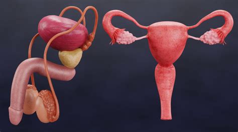 Anatomická schéma mužských pohlavných orgánov