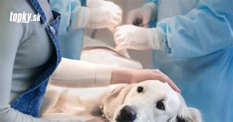 Pes na veterinárnej prehliadke