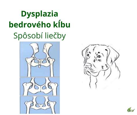 Piktogramy znázorňujúce príznaky bolesti kĺbov u psov