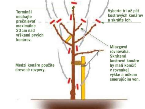 Správne strihanie listov čemeríc