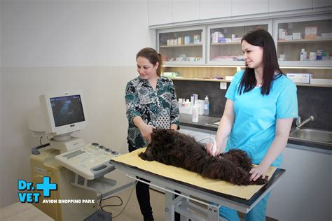Veterinárny lekár vyšetrujúci šteniatko