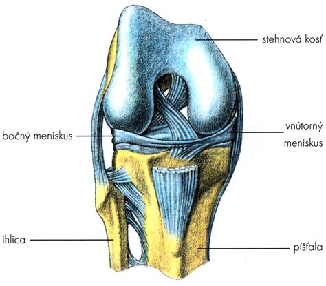 Anatomia kolenného kĺbu