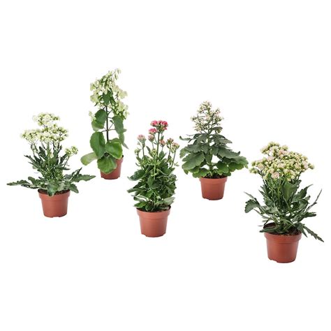 Rôzne druhy Kalanchoe a ich charakteristika