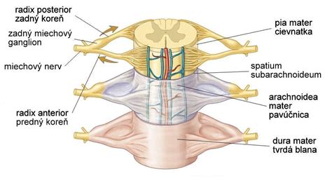 Mapa nervových dráh a možných bolestí pri hernií disku