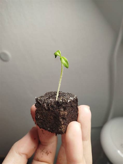 Mladé semenáčiky peperómie vyrastajúce zo zeminy v malej nádobe
