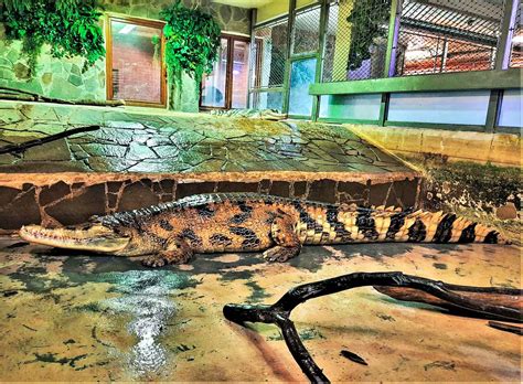 Rodina v Krokodílej zoo Protivín