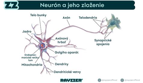 štruktúra mozgu a neuróny
