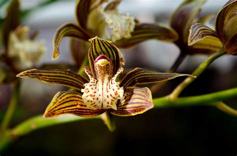 Rôzne odrody žltých orchideí