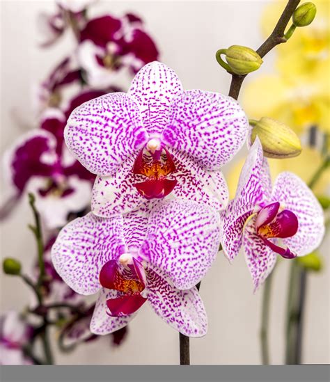 Phalaenopsis Kaleidoskop